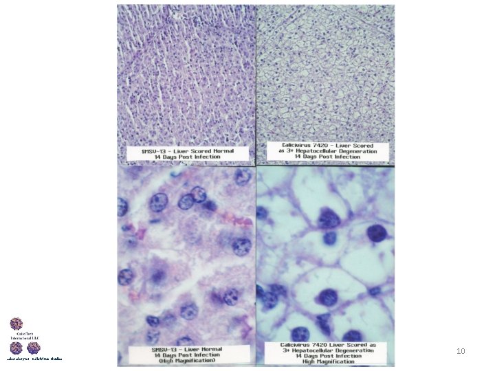 10 Laboratory for Calicivirus Studies 