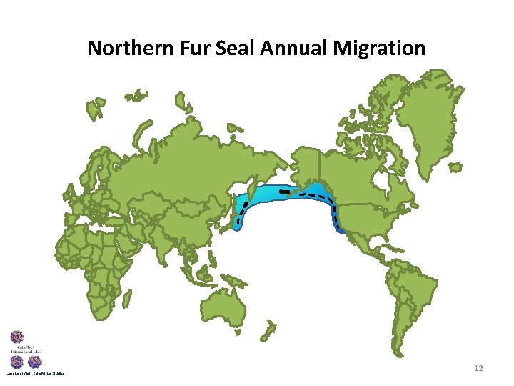 Northern Fur Seal Annual Migration 　　　　 　 Laboratory for Calicivirus Studies 12 