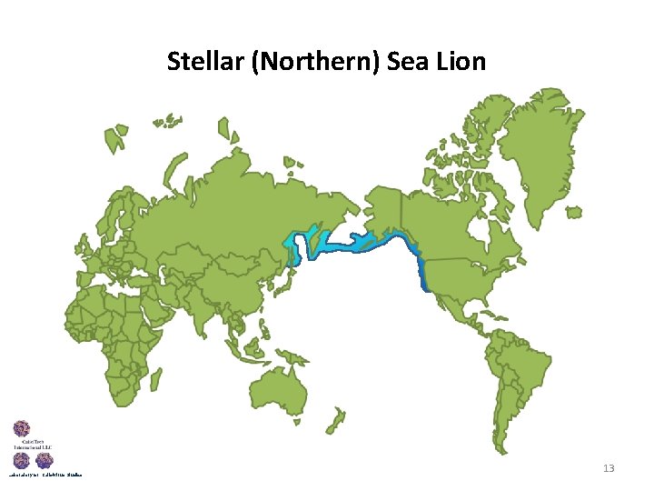 Stellar (Northern) Sea Lion Laboratory for Calicivirus Studies 13 
