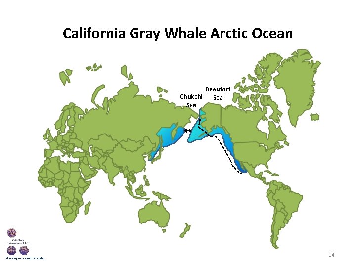 California Gray Whale Arctic Ocean Beaufort Chukchi Sea Laboratory for Calicivirus Studies 14 