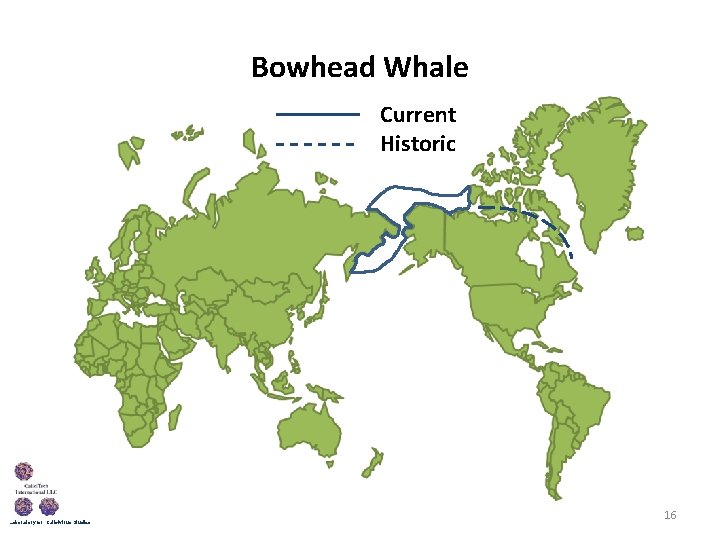 Bowhead Whale Current Historic Laboratory for Calicivirus Studies 16 