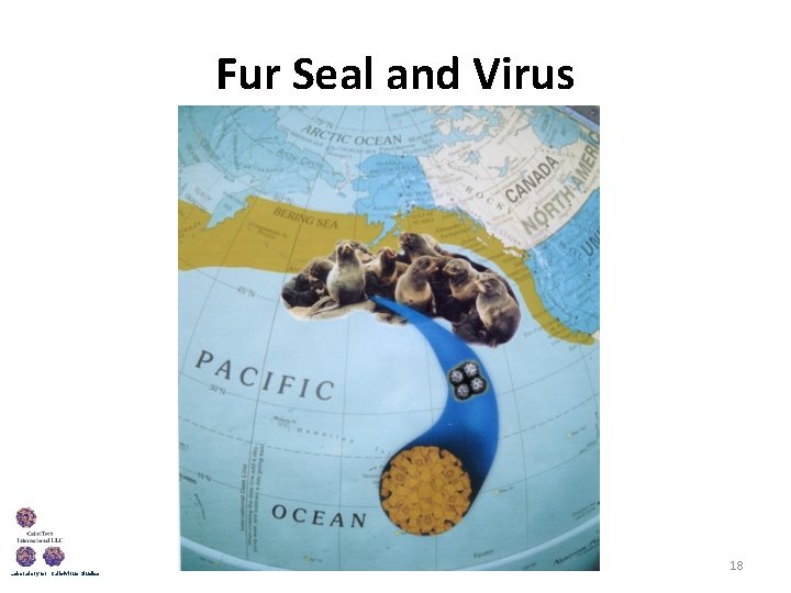 Fur Seal and Virus Laboratory for Calicivirus Studies 18 
