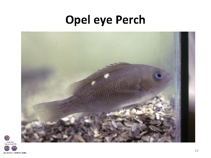 Opel eye Perch Laboratory for Calicivirus Studies 19 