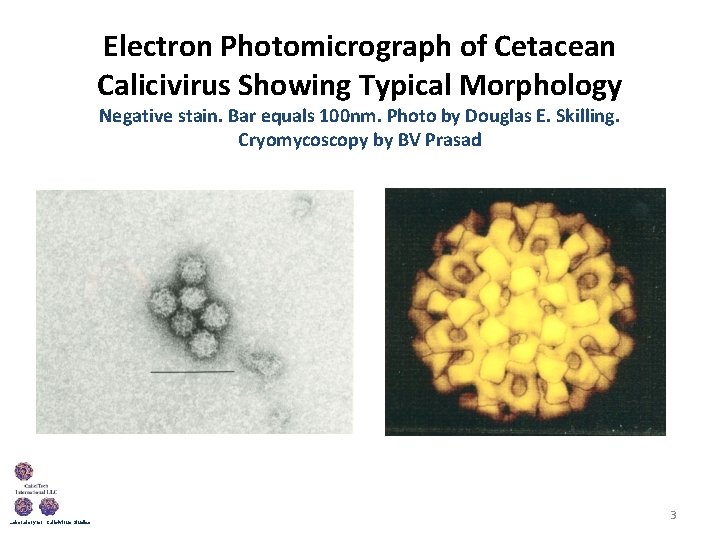 Electron Photomicrograph of Cetacean Calicivirus Showing Typical Morphology Negative stain. Bar equals 100 nm.