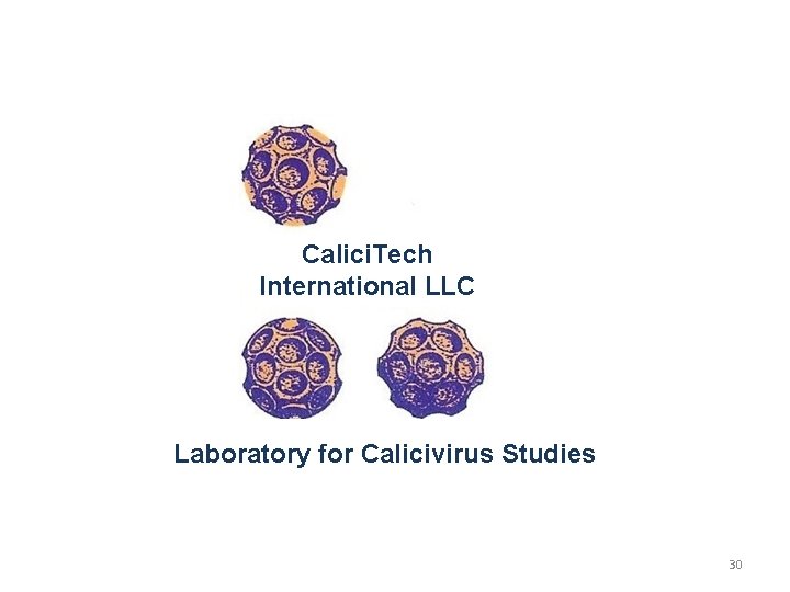 Calici. Tech International LLC Laboratory for Calicivirus Studies 30 