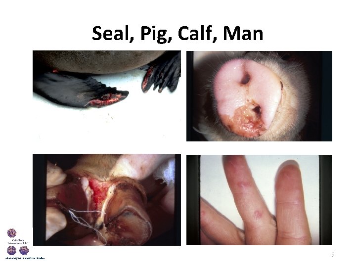 Seal, Pig, Calf, Man Laboratory for Calicivirus Studies 9 