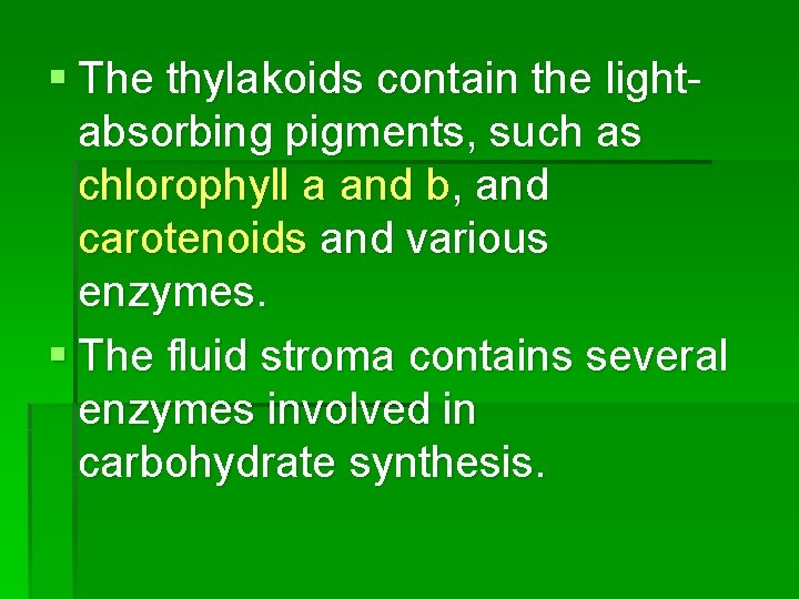 § The thylakoids contain the lightabsorbing pigments, such as chlorophyll a and b, and