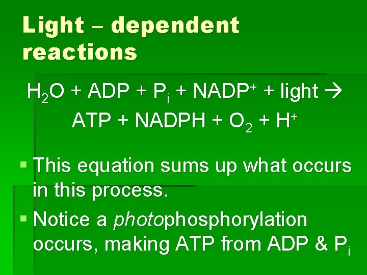 Light – dependent reactions H 2 O + ADP + Pi + NADP+ +