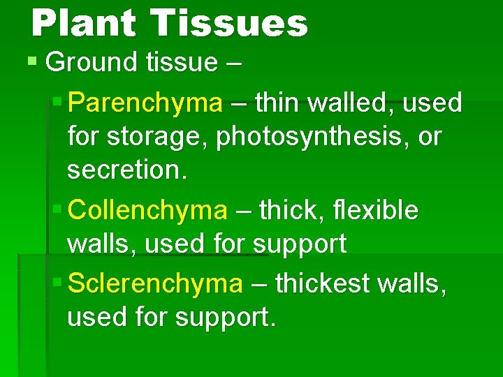 Plant Tissues § Ground tissue – § Parenchyma – thin walled, used for storage,