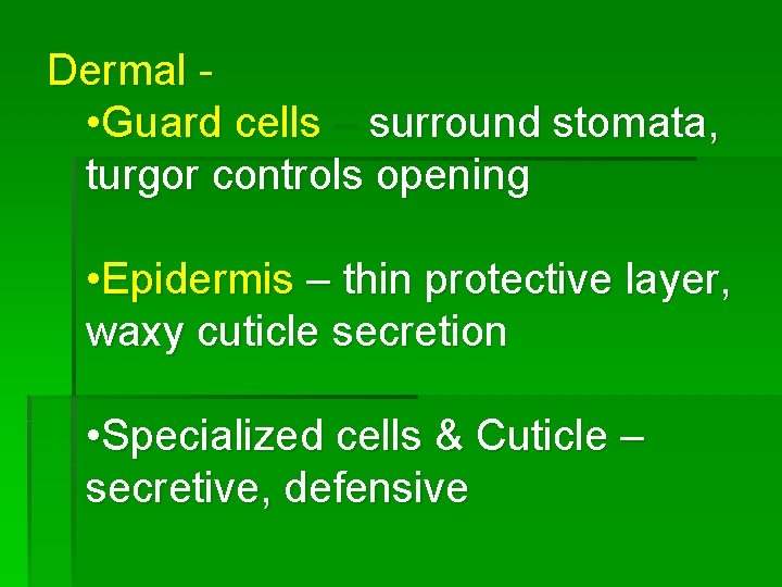 Dermal • Guard cells – surround stomata, turgor controls opening • Epidermis – thin