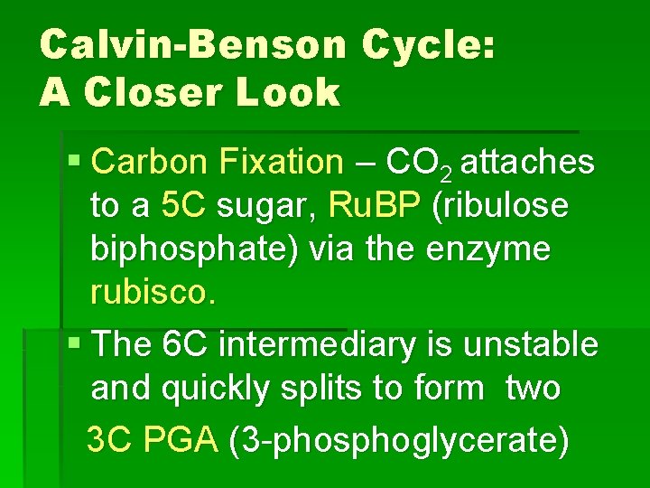 Calvin-Benson Cycle: A Closer Look § Carbon Fixation – CO 2 attaches to a