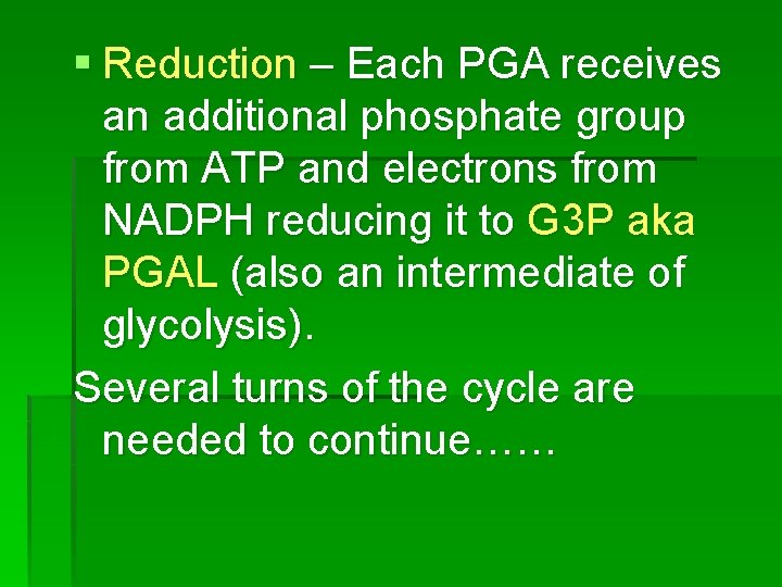 § Reduction – Each PGA receives an additional phosphate group from ATP and electrons