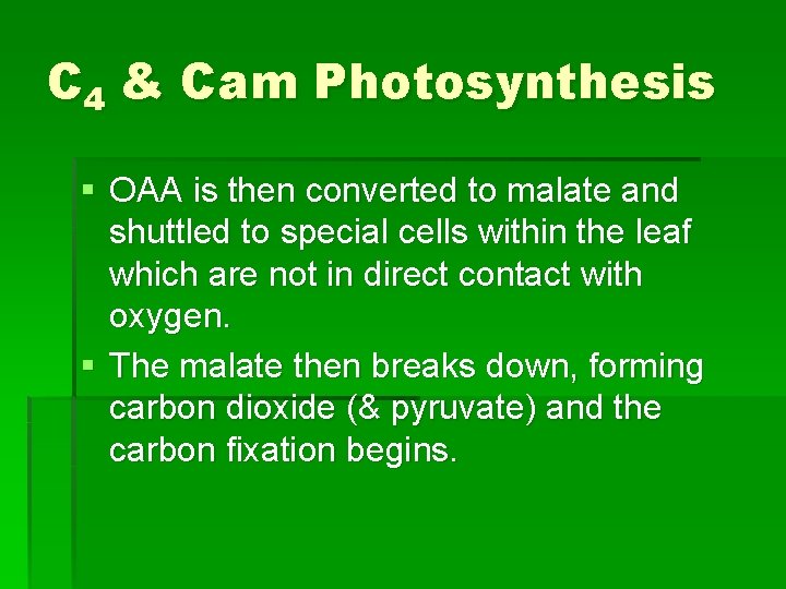 C 4 & Cam Photosynthesis § OAA is then converted to malate and shuttled