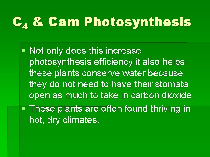 C 4 & Cam Photosynthesis § Not only does this increase photosynthesis efficiency it