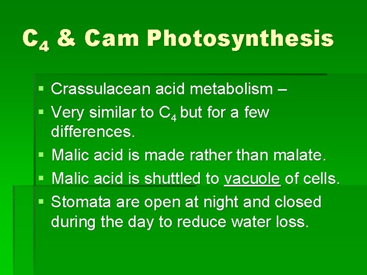 C 4 & Cam Photosynthesis § Crassulacean acid metabolism – § Very similar to