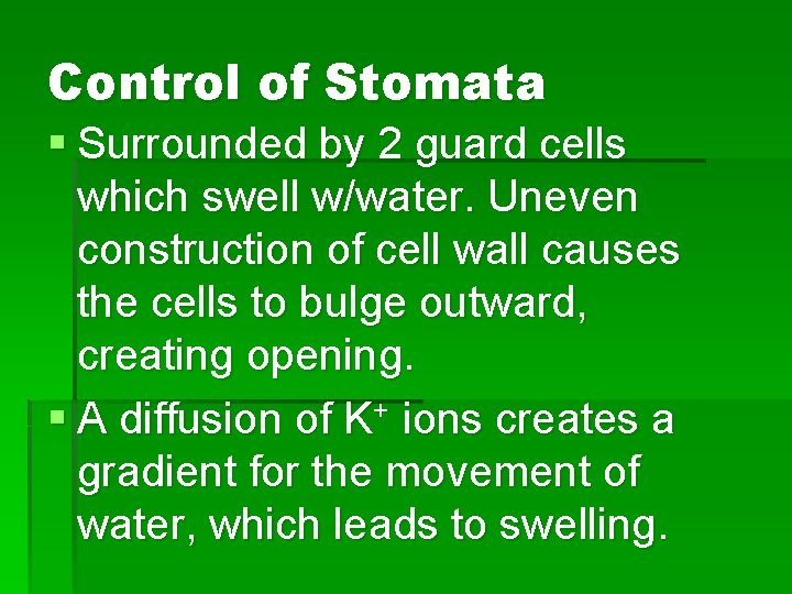 Control of Stomata § Surrounded by 2 guard cells which swell w/water. Uneven construction