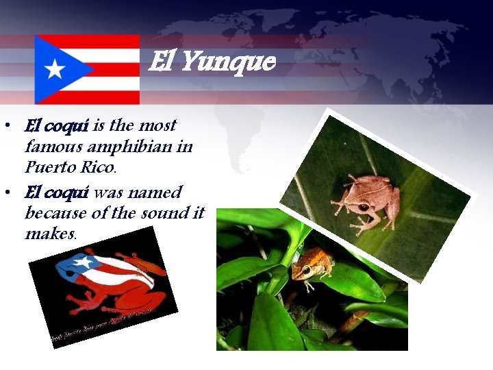 El Yunque • El coquí is the most famous amphibian in Puerto Rico. •
