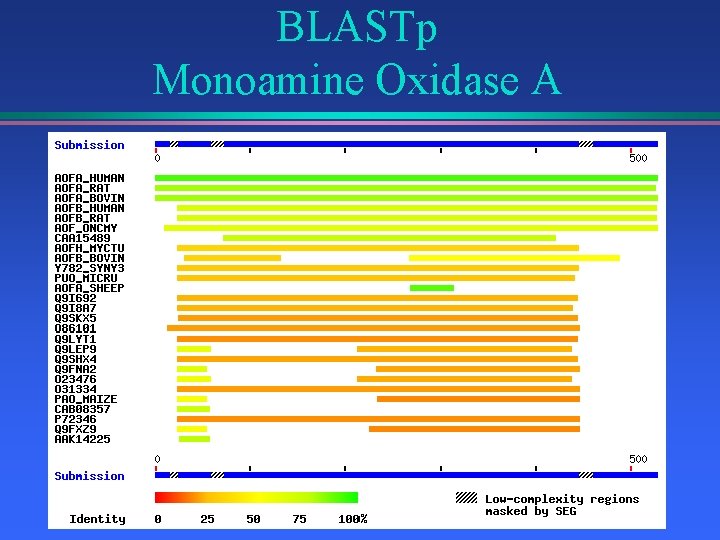 BLASTp Monoamine Oxidase A 