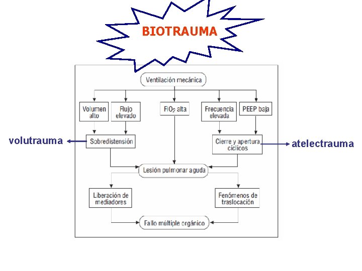 BIOTRAUMA volutrauma atelectrauma 