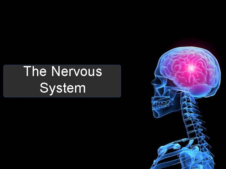 The Nervous System 