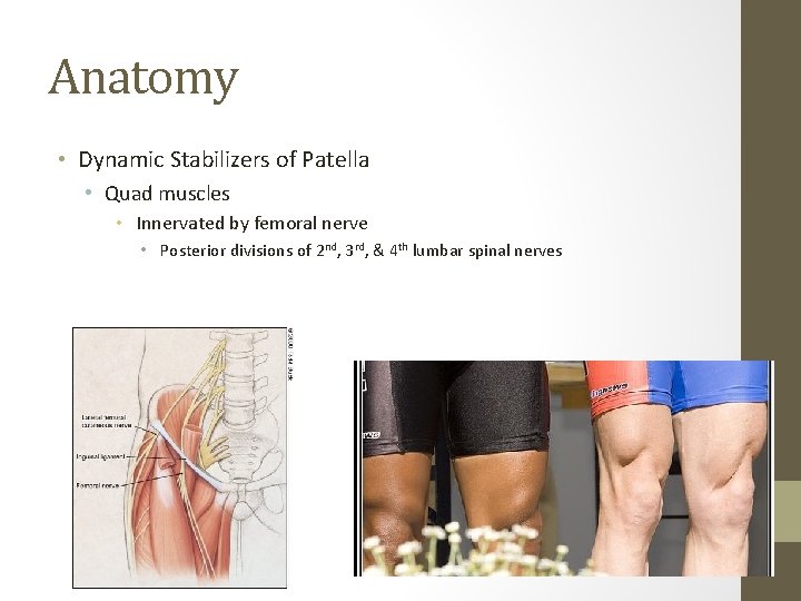 Anatomy • Dynamic Stabilizers of Patella • Quad muscles • Innervated by femoral nerve