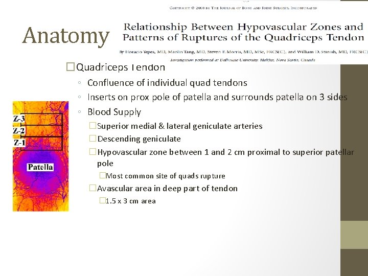 Anatomy �Quadriceps Tendon ◦ Confluence of individual quad tendons ◦ Inserts on prox pole