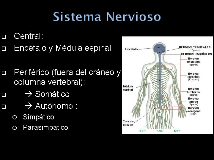  Central: Encéfalo y Médula espinal Periférico (fuera del cráneo y columna vertebral): Somático