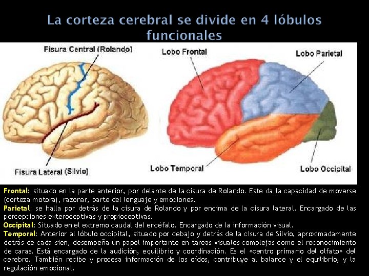 Frontal: situado en la parte anterior, por delante de la cisura de Rolando. Este