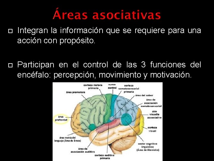  Integran la información que se requiere para una acción con propósito. Participan en