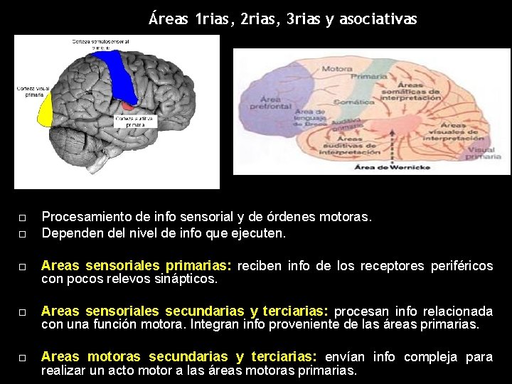 Áreas 1 rias, 2 rias, 3 rias y asociativas Procesamiento de info sensorial y