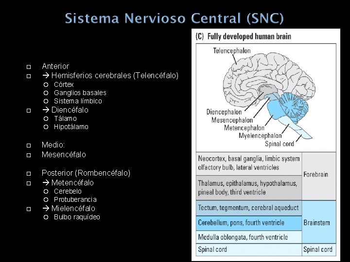  Anterior Hemisferios cerebrales (Telencéfalo) Diencéfalo Tálamo Hipotálamo Medio: Mesencéfalo Posterior (Rombencéfalo) Metencéfalo Córtex