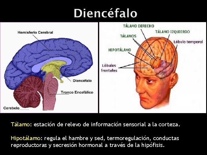 Tálamo: estación de relevo de información sensorial a la corteza. Hipotálamo: regula el hambre