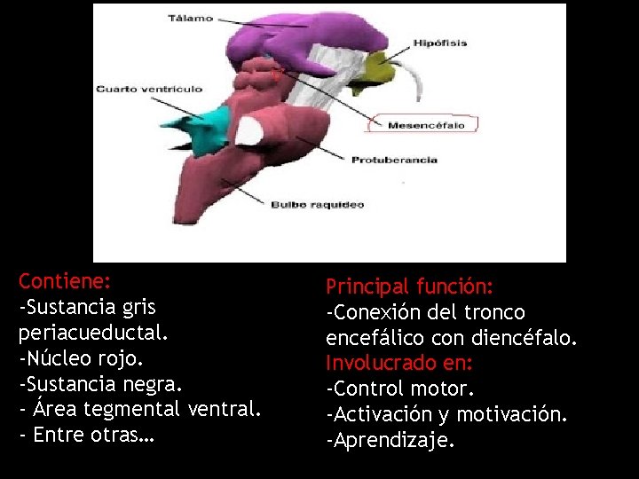 Contiene: -Sustancia gris periacueductal. -Núcleo rojo. -Sustancia negra. - Área tegmental ventral. - Entre
