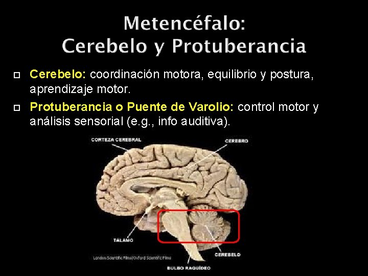  Cerebelo: coordinación motora, equilibrio y postura, aprendizaje motor. Protuberancia o Puente de Varolio: