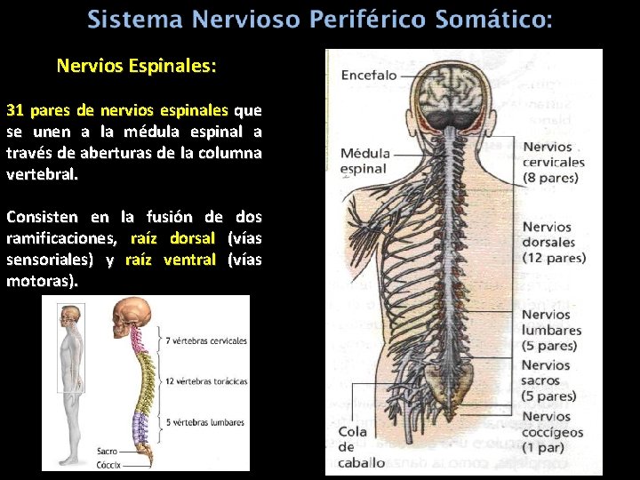 Nervios Espinales: 31 pares de nervios espinales que se unen a la médula espinal