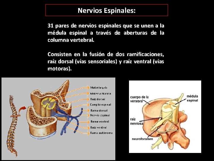 Nervios Espinales: 31 pares de nervios espinales que se unen a la médula espinal