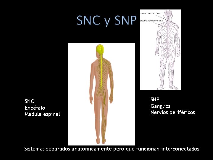 SNC Encéfalo Médula espinal SNP Ganglios Nervios periféricos Sistemas separados anatómicamente pero que funcionan