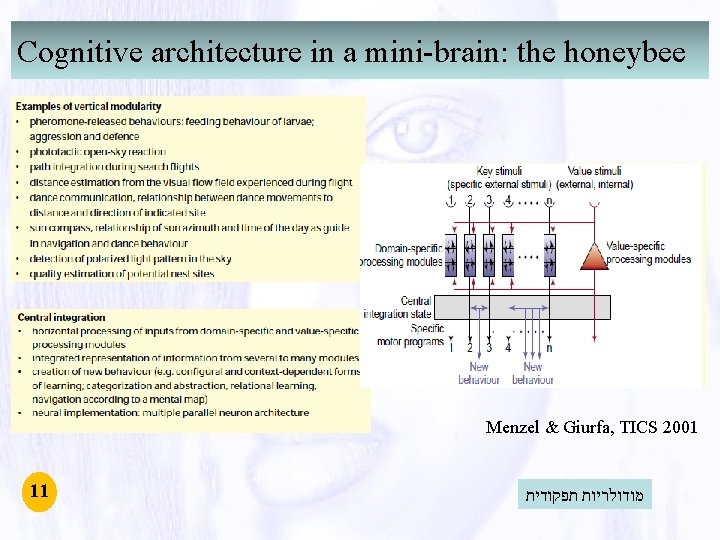 Cognitive architecture in a mini-brain: the honeybee Menzel & Giurfa, TICS 2001 11 מודולריות Cognitive architecture in a mini-brain: the honeybee Menzel & Giurfa, TICS 2001 11 מודולריות