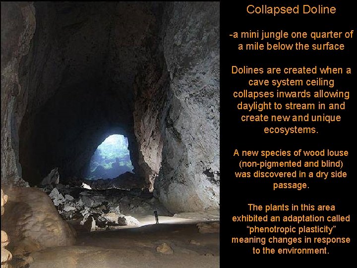 Collapsed Doline -a mini jungle one quarter of a mile below the surface Dolines