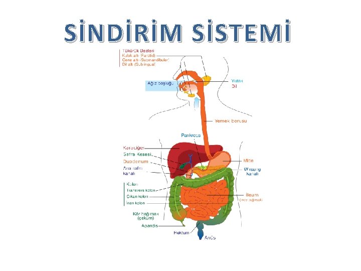 SİNDİRİM SİSTEMİ 