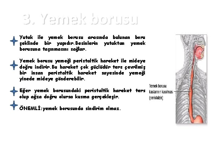 3. Yemek borusu Yutak ile yemek borusu arasında bulunan boru şeklinde bir yapıdır. Besinlerin