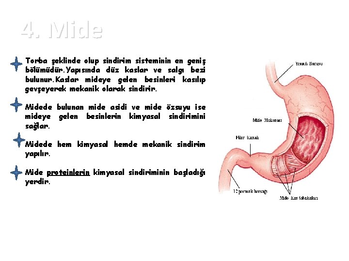 4. Mide Torba şeklinde olup sindirim sisteminin en geniş bölümüdür. Yapısında düz kaslar ve