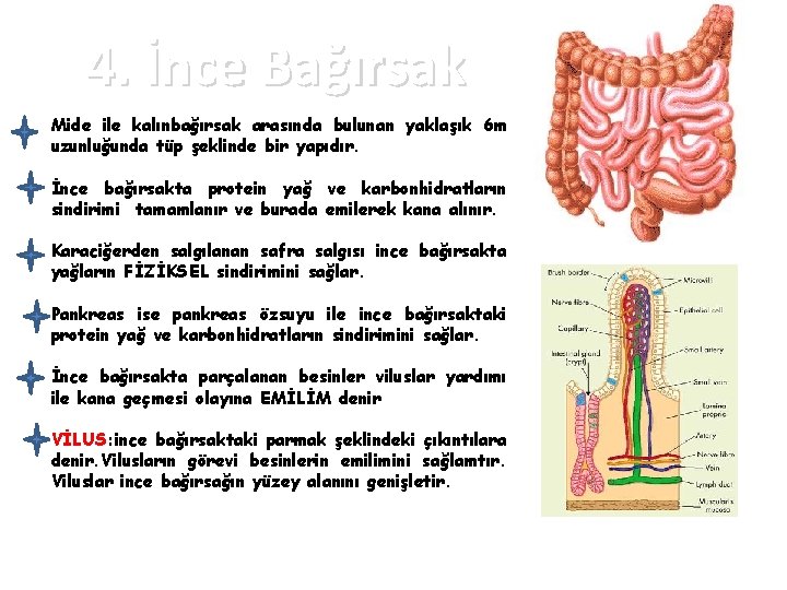 4. İnce Bağırsak Mide ile kalınbağırsak arasında bulunan yaklaşık 6 m uzunluğunda tüp şeklinde