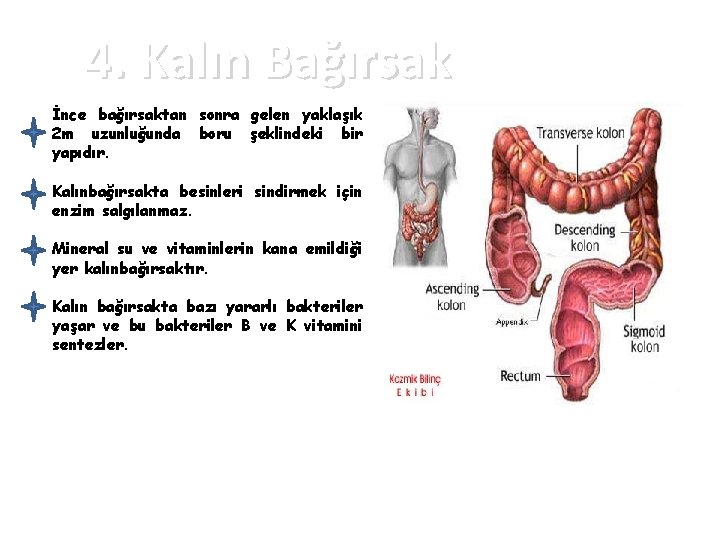 4. Kalın Bağırsak İnce bağırsaktan sonra gelen yaklaşık 2 m uzunluğunda boru şeklindeki bir