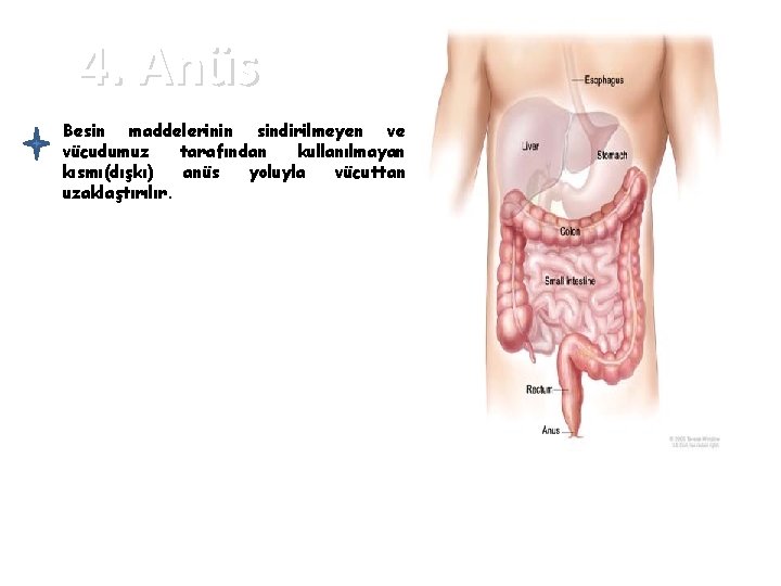 4. Anüs Besin maddelerinin sindirilmeyen ve vücudumuz tarafından kullanılmayan kısmı(dışkı) anüs yoluyla vücuttan uzaklaştırılır.