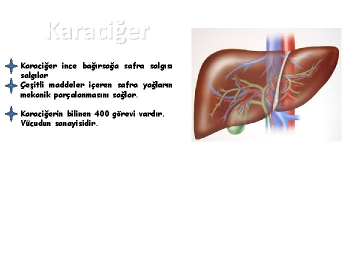 Karaciğer ince bağırsağa safra salgısı salgılar Çeşitli maddeler içeren safra yağların mekanik parçalanmasını sağlar.