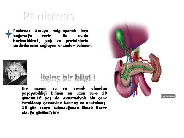 Pankreas özsuyu salgılayarak ince bağırsağa verir. Bu sıvıda karbonhidrat, yağ ve proteinlerin sindirilmesini sağlayan