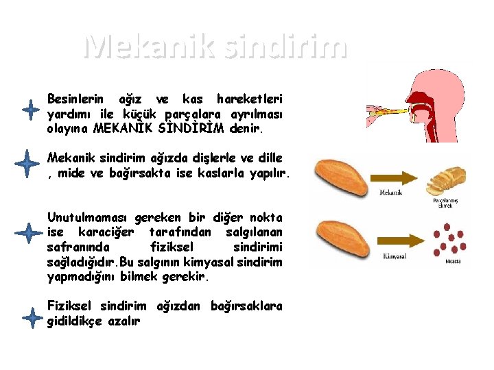 Mekanik sindirim Besinlerin ağız ve kas hareketleri yardımı ile küçük parçalara ayrılması olayına MEKANİK