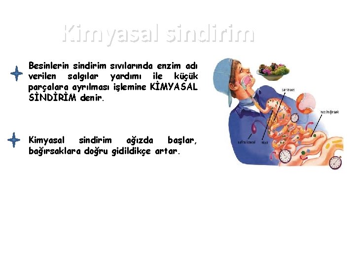 Kimyasal sindirim Besinlerin sindirim sıvılarında enzim adı verilen salgılar yardımı ile küçük parçalara ayrılması