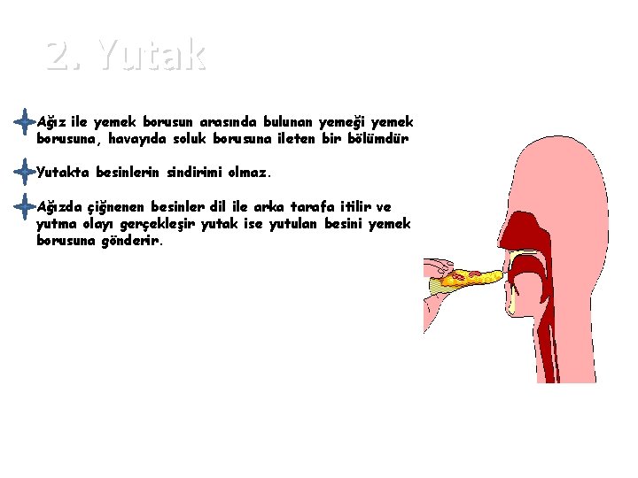 2. Yutak Ağız ile yemek borusun arasında bulunan yemeği yemek borusuna, havayıda soluk borusuna